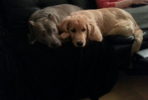 Alba & Hunter cuddled up! #blue pitbull #golden retriever puppy Pitbull Golden Retriever, Blue Pitbull, Men Inspiration, Emotional Support Animal, Maybe In Another Life, Golden Retriever Puppy, Retriever Puppy, In Another Life, Two Dogs