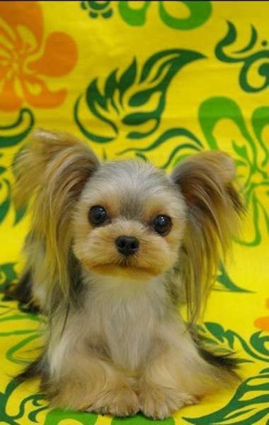 Teacup Yorkie Yorkie Haircut, Dog Retriever, Yorkie Cuts, Yorkie Hairstyles, Yorkie Haircuts, Dog Grooming Styles, Dog Haircuts, Grooming Style, Dog Cuts