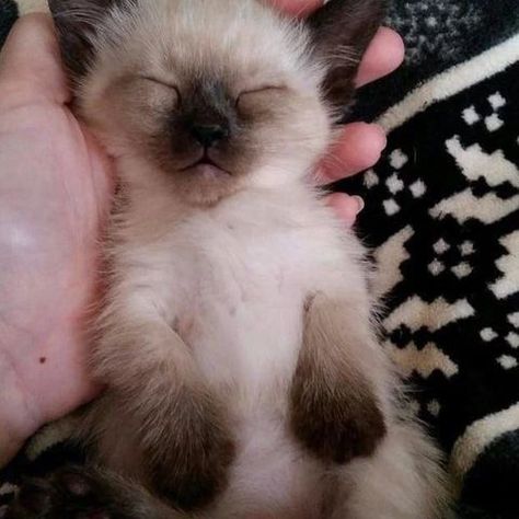 Siamese Cat Lovers 😻 (@siamesesclub) • Instagram photos and videos Siam Cat, Dream's Cat, Siamese Kittens, Gorgeous Cats, Cute Cats Photos, Funny Cat Pictures, Siamese Cats, Cute Little Animals, Beautiful Cats