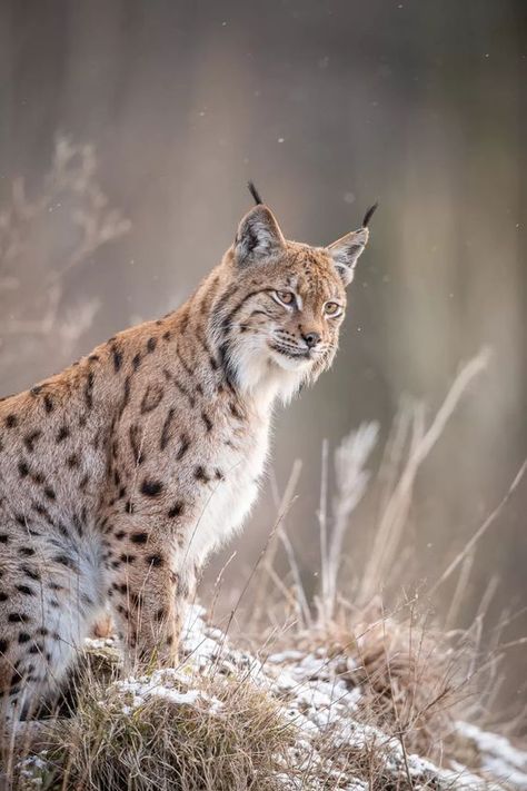 ♔ Le Lynx Lynx Lynx, Canada Lynx, Eurasian Lynx, Tattoo Animal, Food Cat, Wallpaper Cat, Cat Tattoos, Tattoo Cat, Cat Anime