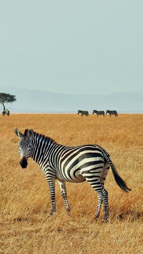 Animal Drawing Inspiration, South African Animals, African Animals Photography, Nature Photography Animals, Zebra Pictures, Plains Zebra, Zebra Wallpaper, Wild Animals Photography, Africa Wildlife