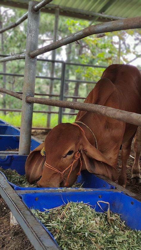 Farming Photo, Christmas Shoes Diy, Agriculture Pictures, Nguni Cows, Cow Feed, Agriculture Photos, Happy Birthday Wishes Photos, Farm Business