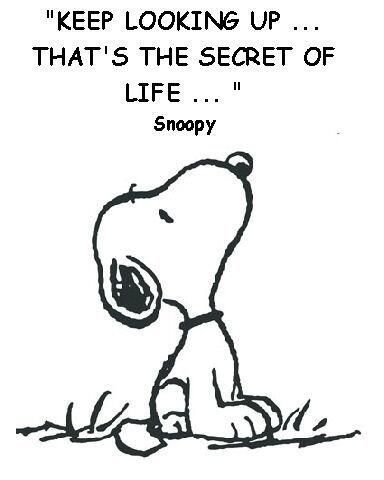 Keep looking up, thats the secret of life life quotes quotes quote tumblr snoopy motivational quotes tumblr life quotes The Secret Of Life, Charlie Brown Quotes, Secret Of Life, Keep Looking Up, Life Is Too Short Quotes, Snoopy Funny, Snoopy Images, Snoopy Quotes, Look Up Quotes