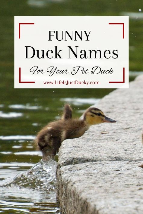 Duck Coop Names, Cute Names For Ducks, Duck Names Ideas, Duck Pets, Funny Duck Names, Duck Raising, Duck Puns, Stuffed Animal Names, Rouen Duck