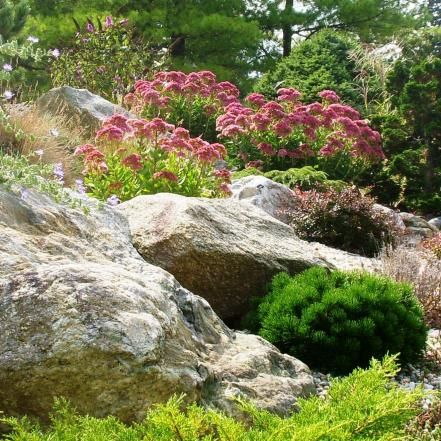 The Best Plants For Rock Gardens | Plants for Rocky Soil | Flowers and Plants for Your Garden | HGTV Low Water Landscaping, Sedum Plant, Succulent Landscape Design, Rock Garden Plants, Succulent Landscaping, Rock Garden Design, Rock Garden Landscaping, Garden Types, Have Inspiration