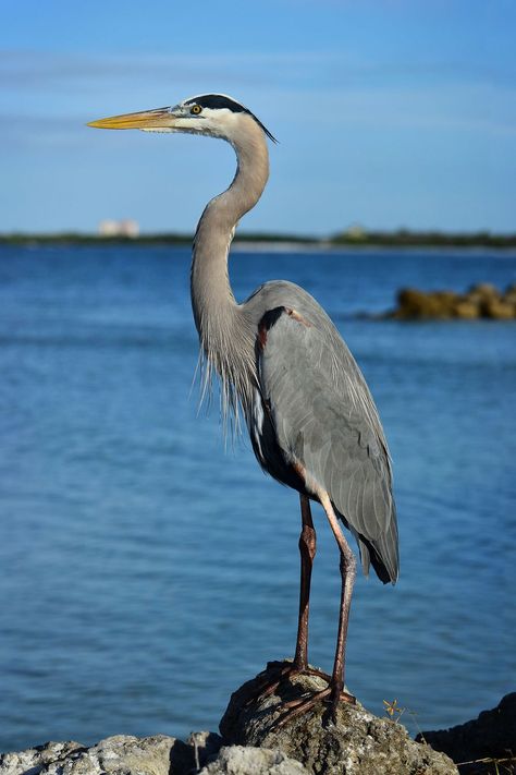 Herons as Spiritual Messengers Blue Heron Photography, Great Blue Heron Drawing, Great Blue Heron Photography, Herron Bird, Herron Tattoo, Blue Heron Drawing, Animals Symbolism, River Creatures, Blue Heron Painting