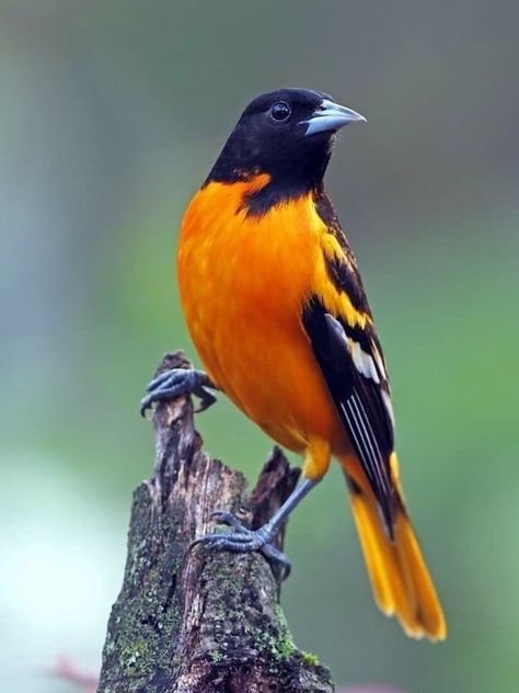 Baltimore Orioles Birds, Oriole Bird, Birds Photography Nature, Baltimore Oriole, Rare Birds, Nature Birds, Backyard Birds, Bird Pictures, Bird Drawings