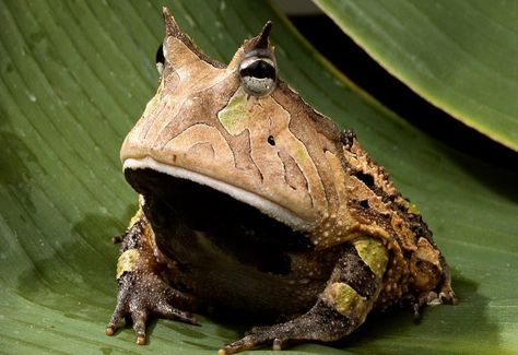 THE AMAZON RAIN FOREST: THE AMAZON Different Types Of Frogs, Rainforest Facts, Types Of Frogs, Horned Frog, Pacman Frog, Rainforest Animals, Animal Categories, Horned Frogs, Young Animal