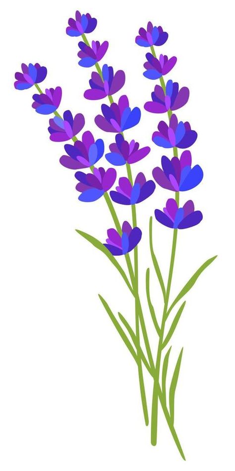 Lavender flowers. Vector isolated illustration. Lavender Illustration Design, Lavender Graphic Design, Lavender Illustration, Journal 2024, Flowers Vector, Design Research, Lavender Flowers, Flower Illustration, Vector Background