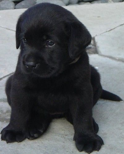 My lab puppy | My labs, decendants from the Dickendall line.… | Doy Tan | Flickr Cele Mai Drăguțe Animale, Black Puppy, Psy I Szczenięta, Super Cute Puppies, Lab Puppy, Desen Anime, Black Lab Puppies, Baby Animals Pictures, Really Cute Dogs