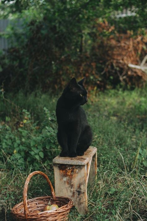 Cottage Core Witch Aesthetic, Cottage Cat, Katt Grejer, Art Amour, Black Cat Aesthetic, Autumn Witch, Witch Cat, Photography Black And White, A Black Cat