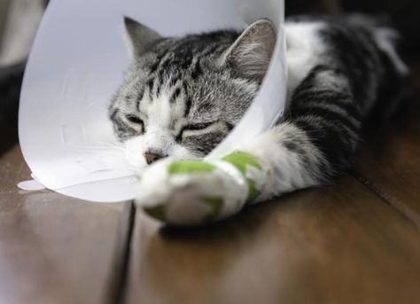 What should you do if your cat has a cut or sore? Dr. Katie Grzyb gives us a detailed guide of how to deal with cat wounds. Declawing Cats, Cat Wounds, Cat Outside, Natural Pet Care, Cat Skin, Types Of Cats, Natural Cat, Wound Care, Outdoor Cats