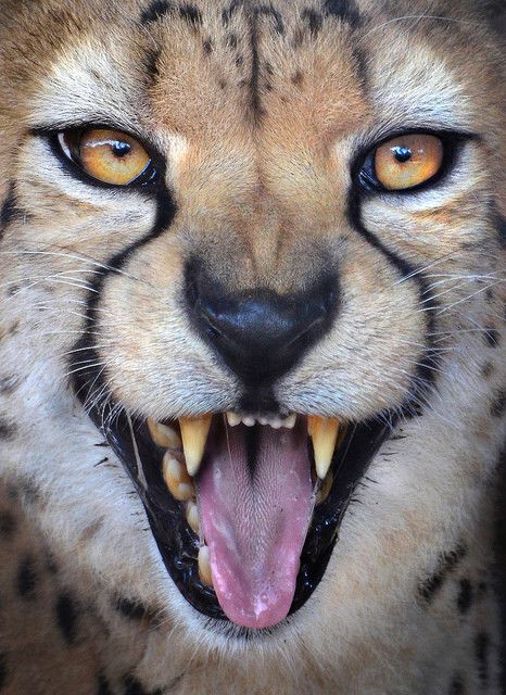 Cheetah Pictures, Cheetah Face, Animale Rare, San Diego Zoo, Majestic Animals, Cheetahs, Large Cats, Wildlife Animals, Animal Wallpaper