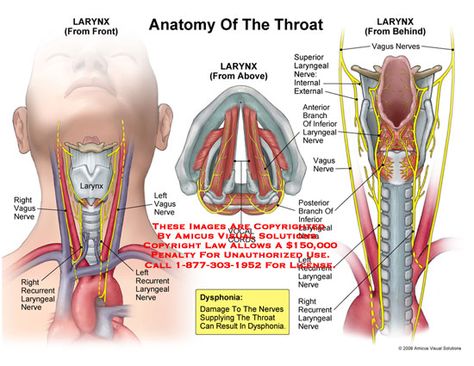 Vocal Chords Anatomy, Voice Anatomy, Trachea Anatomy, Vocal Anatomy, Throat Anatomy, Emt Study, Nurse Anesthesia, Vocal Chords, Basic Anatomy And Physiology