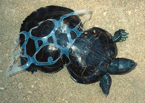 Tortoise Trapped By Plastic Garbage Pollution, Marine Debris, La Pollution, Environmental Pollution, Plastic Pollution, Six Packs, A Turtle, Animal Rights, Our Planet