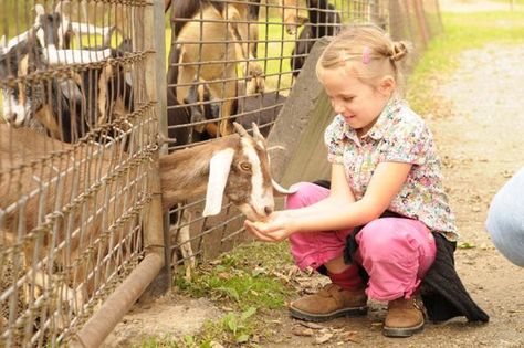 Davenport u pick fruit and farm Preschool Field Trip, Zoo Field Trip, United Nations Environment Programme, Counting For Kids, Virtual Field Trips, Petting Zoo, Elementary School Students, Healthy Pets, Kids Events