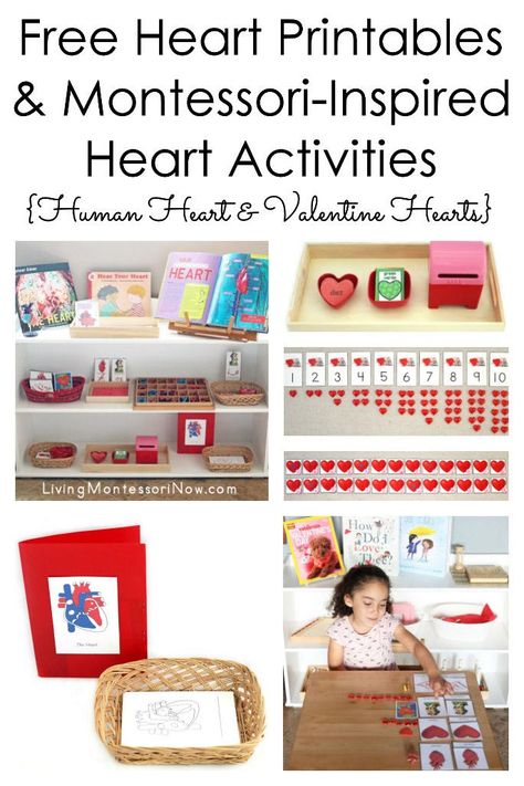 List of free human heart printables and valentine heart printables along with ideas for using heart printables to create Montessori-inspired themed activities for preschoolers through grade 1 - Living Montessori Now #Montessori #homeschool #preschool #humanheart #anatomy #valentines #valentinesday Valentine’s Day Montessori, Human Heart Preschool Activities, Valentine Montessori Activities, February Montessori Activities, Valentines Montessori, Montessori Valentines, Montessori Schedule, Montessori Printables Free, Montessori Lifestyle