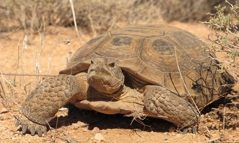 Tortoises | Defenders of Wildlife Flying Island, Red Footed Tortoise, Leopard Tortoise, Pacific Salmon, Baby Tortoise, Amazing Frog, Desert Tortoise, Keystone Species, Slow Movement