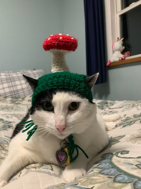 Crochet Cat Toys, Crochet Mushroom, Cat Hat, Diy Crochet Projects, Cat Costumes, Pet Costumes, Crochet Cat, Cat Clothes, Cute Little Animals