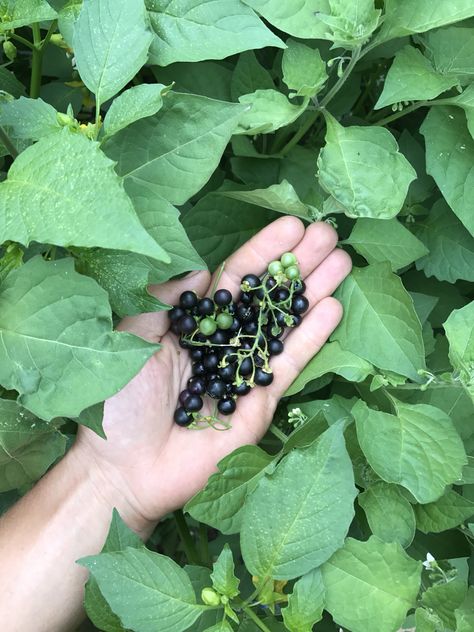 Wonder Berries! They resemble deadly Black Nightshade but these are edible and delicious! Nightshade Berries, Alchemy Ingredients, Black Nightshade, Deadly Nightshade, Indian Flowers, Summer Vegetable, Summer Garden, Dream Garden, Lord Shiva