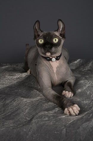 Dwelf Cat, Small Cat Breeds, Cat Breeds List, Singapura Cat, Munchkin Kitten, Balinese Cat, American Curl, Devon Rex Cats, Munchkin Cat