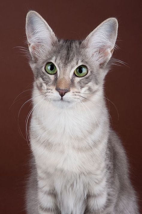 Mackerel Tabby, Warriors Oc, Balinese Cat, Animal Inspiration, Cat Anatomy, Cat Ideas, Cat Reference, Exotic Cats, Gorgeous Cats