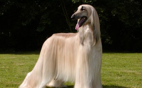 World's Most Expensive Dog, Long Haired Dog Breeds, Hound Dog Breeds, Most Expensive Dog, Sealyham Terrier, Hound Breeds, Expensive Dogs, Long Haired Dogs, Afghan Hound