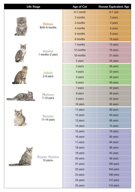 Cat Schedule, Feline Nutrition, Cat Communication, Cat Health Problems, Employee Performance, Cat Vet, Cat Needs, Cat Diet, Simons Cat