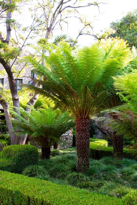 image 0 Australian Tree Fern, Dicksonia Antarctica, Monrovia Plants, Australian Trees, Ferns Garden, Tree Fern, Plant Catalogs, Woodland Garden, Tropical Landscaping