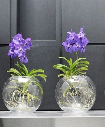 Orchids in water culture – Orchid care & Tips Water Culture Orchids, Tanaman Air, Orchid Terrarium, Orchids In Water, Repotting Orchids, Indoor Orchids, Orchid Plant Care, Orchid Flower Arrangements, Orchid Leaves