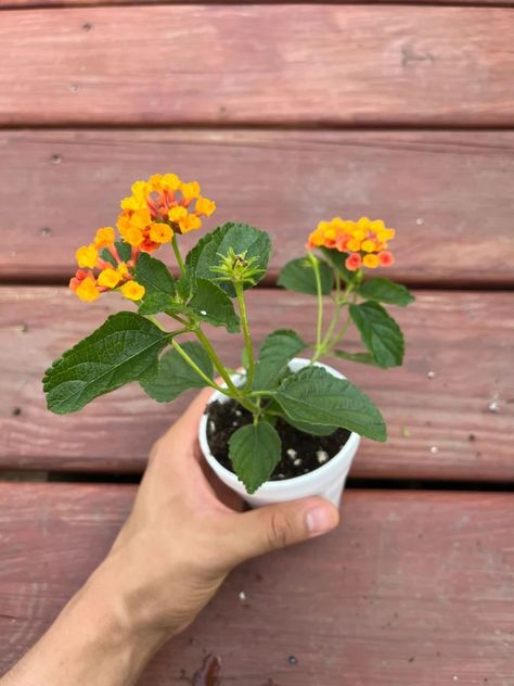 How to Grow Lantana - Bob Vila Lantana Tree, Lantana Plant, Lantana Camara, Growing Dahlias, Bob Vila, Annual Flowers, How To Attract Hummingbirds, Sun And Water, Garden Bed