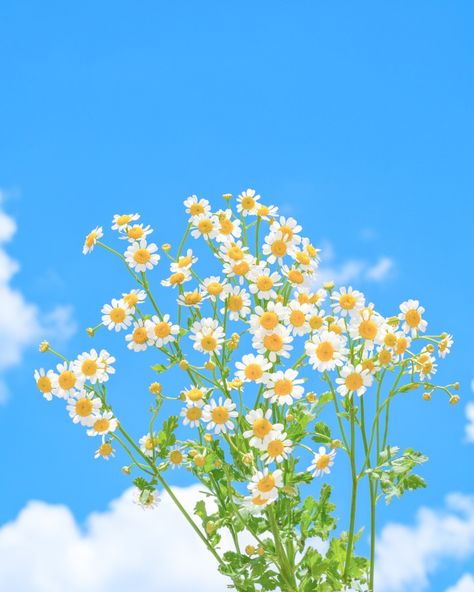 Debbie Balboa, Nature Aesthetics, Wallpaper Iphone Love, Daisy Wallpaper, Flower Wallpapers, Cute Flower Wallpapers, Cute Wallpaper For Phone, Diy Canvas Art Painting, Love Wallpaper