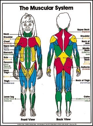 muscular system for kids - Google Search Muscular System For Kids, Muscle Names, The Muscular System, Muscle System, Human Body Science, Cc Cycle 3, Health And Physical Education, Health Class, Muscular System