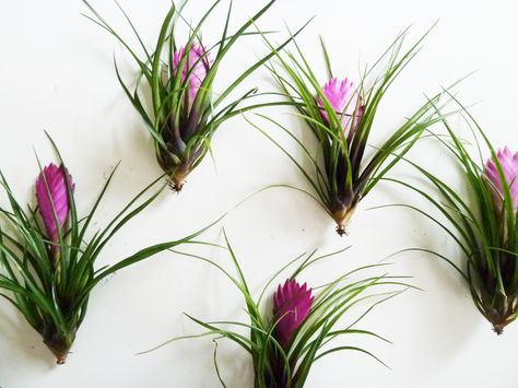 Tillandsia cyanea Tillandsia Cyanea, Garden Soil, Air Plants, Green Thumb, Garden Plants, Soil, Plants, Flowers, Green