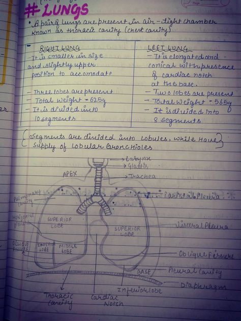 Breathing And Exchange Of Gases Notes, Breathing And Exchange Of Gases, Gas Exchange, Study Flashcards, Medical School Essentials, Science Notes, Biology Notes, Hand Writing, Medical Knowledge