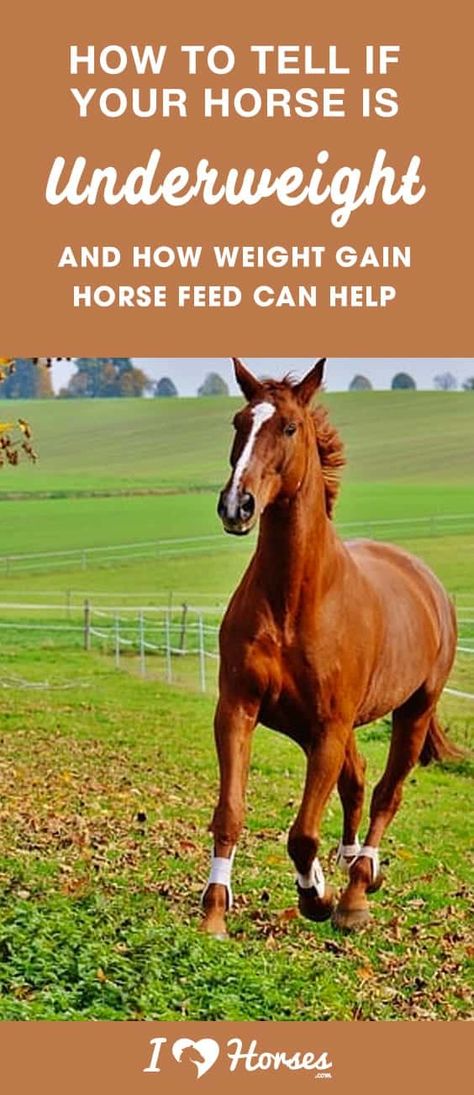 How To Tell If Your Horse Is Underweight And How Weight Gain Horse Feed Can Help Horse Weight, Cowgirl Secrets, Barrel Racing Tips, Horse Nutrition, Horse Food, Horse Care Tips, Horse Things, Vitamin D Deficiency, Horse Feed