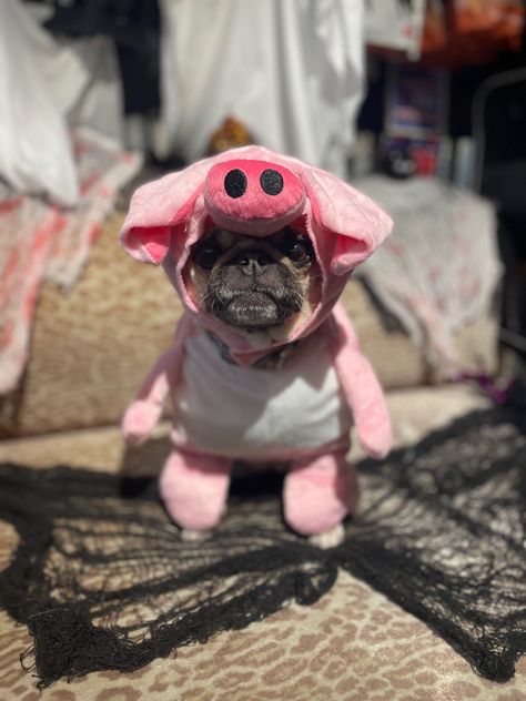 Pig Costume For Dog, Dog Pig Costume, Pig Halloween Costume, Pig Onesie, Sister Halloween Costumes, Pig Costume, Pig Halloween, Pugs In Costume, Pig Costumes