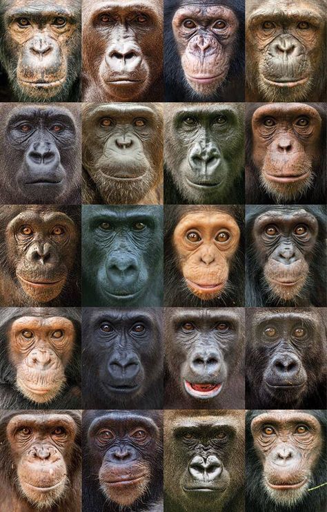 Collection of Chimpanzees & Gorillas face chart Types Of Monkeys, Ape Monkey, Monkey Pictures, Great Ape, Animal Anatomy, Monkey Business, Planet Of The Apes, Primates, Facial Expressions