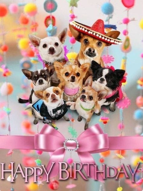 Happy Birthday Dog Images, Happy Birthday Wishes With Dogs, Happy Birthday Chihuahua, Chihuahua Pictures, Birthday Dogs, Happy Birthday Animals, Class Picture, Happy Birthday Illustration, Happy Birthday Wishes Messages