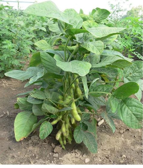 Tanaman Kedelai Edamame Growing Edamame, Kacang Kacangan, Seeds Planting, Succession Planting, Planting Tools, Vegetable Seeds, Garden Harvest, Fruit Seeds, Plant Spacing