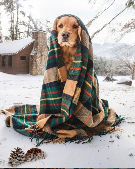 Puppy Portraits, Dog Photoshoot, Winter Dog, Blue Heeler, Dog Photography, Dog House, Dog Photos, Mans Best Friend, Border Collie