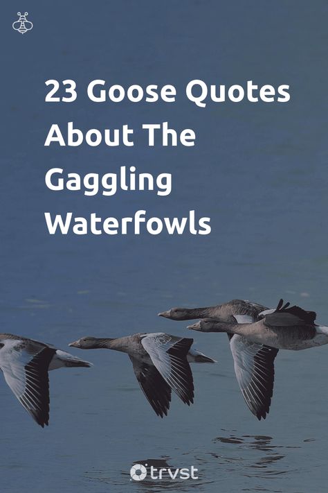 Discover the wisdom hiding in our gaggling friends' feathers 🦆! Our collection of 23 quotes echoes the charm and nature of geese in a way you've never seen before. Don't hold back, join the gaggle and give your language wings! Click, explore, and be inspired👉 #GeeseQuotes #BirdWisdom #NatureInspired #QuoteCollection #GaggleWithUs Goose Quotes, Symbolism In Literature, 23 Quotes, Lily King, Aesops Fables, Jack And The Beanstalk, Brothers Grimm, Human Connection, The Wisdom