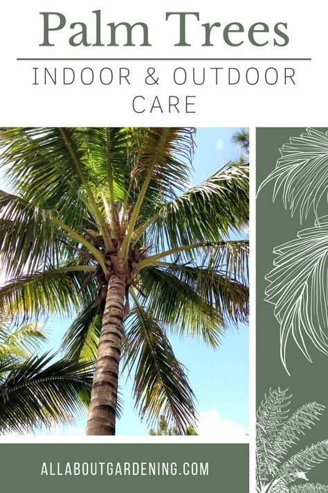 In this guide, you’ll learn all you need to know about how to care for palms, no matter the type! Learn about their watering requirements, hardiness zones, soil types, pruning needs, and more! Palm Tree Care, Trees Indoors, Soil Types, Hardiness Zones, Ornamental Trees, Tree Care, Types Of Soil, Palm Tree, Palm Trees