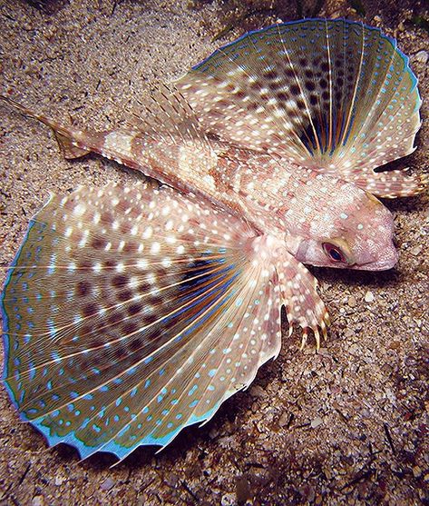 Sea Robin, Fish Fins, Fish Fin, Creature Marine, Rare Fish, Salt Water Fish, Výtvarné Reference, Deep Sea Creatures, Beautiful Sea Creatures