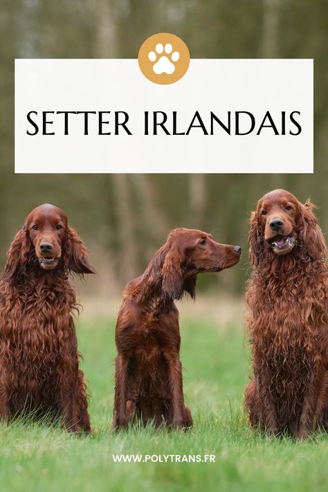 L’animal de compagnie de vos rêves est un véritable athlète ? Alors le Setter Irlandais va forcément attirer votre attention ! Il a de nombreuses qualités, vous allez forcément craquer pour lui lorsque vous allez apprendre qu’il est doux avec les enfants, affectueux, joueur et aussi sportif ! Llewellyn Setter, Llewellin Setters, Red And White Irish Setter, Orange Belton English Setter, Field Irish Setter, Brown Bear, Animals