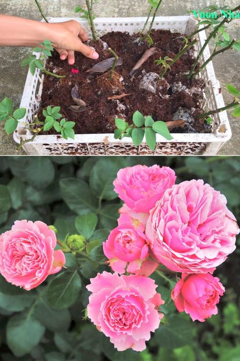 How to grow roses from cuttings easily! Compare the BEST & worst ways to propagate in water or soil, using potatoes, & root by air layering. - A Piece of Rainbow backyard, garden, flower gardening ideas, flowers, spring, summer, propagation, rooting plants #roses #propagation #backyard #gardens #gardening #gardeningtips #gardenideas #containergardening #diy #summer #spring #porch Roses Propagation, Diy Plant Food, Roses In Potatoes, Rose Propagation, Propagate In Water, Grow Roses From Cuttings, Propagate Roses, Roses From Cuttings, Roses Garden Care