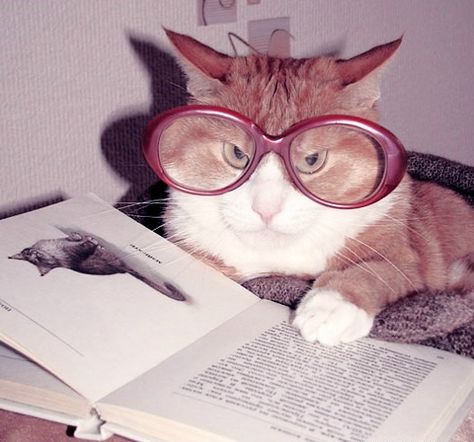 “What am I reading? You’ve probably never heard of it.” | 12 Cats Who Are Serious About Reading, from Buzz Feed Funny Vedios, Silly Kitties, Animal Reference, Cat Glasses, Cat Reading, Cat Books, What Am I, Cat Funny, Dear Reader