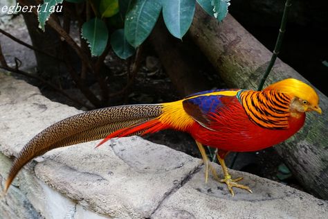 Expressive Animals, Golden Pheasant, Rare Breed, Animal Photos, Creature Feature, Bird Photo, Interesting Faces, Pheasant, Animal Photo