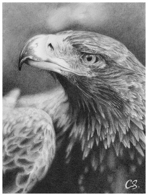 wedge-tailed eagle by lacid art, via Behance Wedge Tailed Eagle, Eagle Drawing, Pencil Drawings Of Animals, Bird Sketch, Eagle Tattoos, Eagle Art, Eagle Tattoo, Bird Artwork, Scientific Illustration