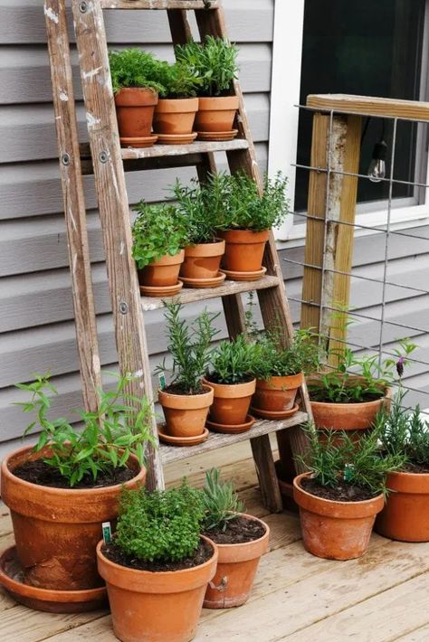 Grow fresh herbs all season long with this easy DIY vertical herb garden project! Perfect for small spaces, this creative garden utilizes an upcycled ladder and requires minimal tools. Herb Garden For Small Spaces, Herbs Grown Indoors, Herb Balcony Garden, Small Garden Diy Ideas, Ladder Herb Garden, Small Porch Garden, Outdoor Herb Garden Ideas, Herb Ladder, Porch Herb Garden